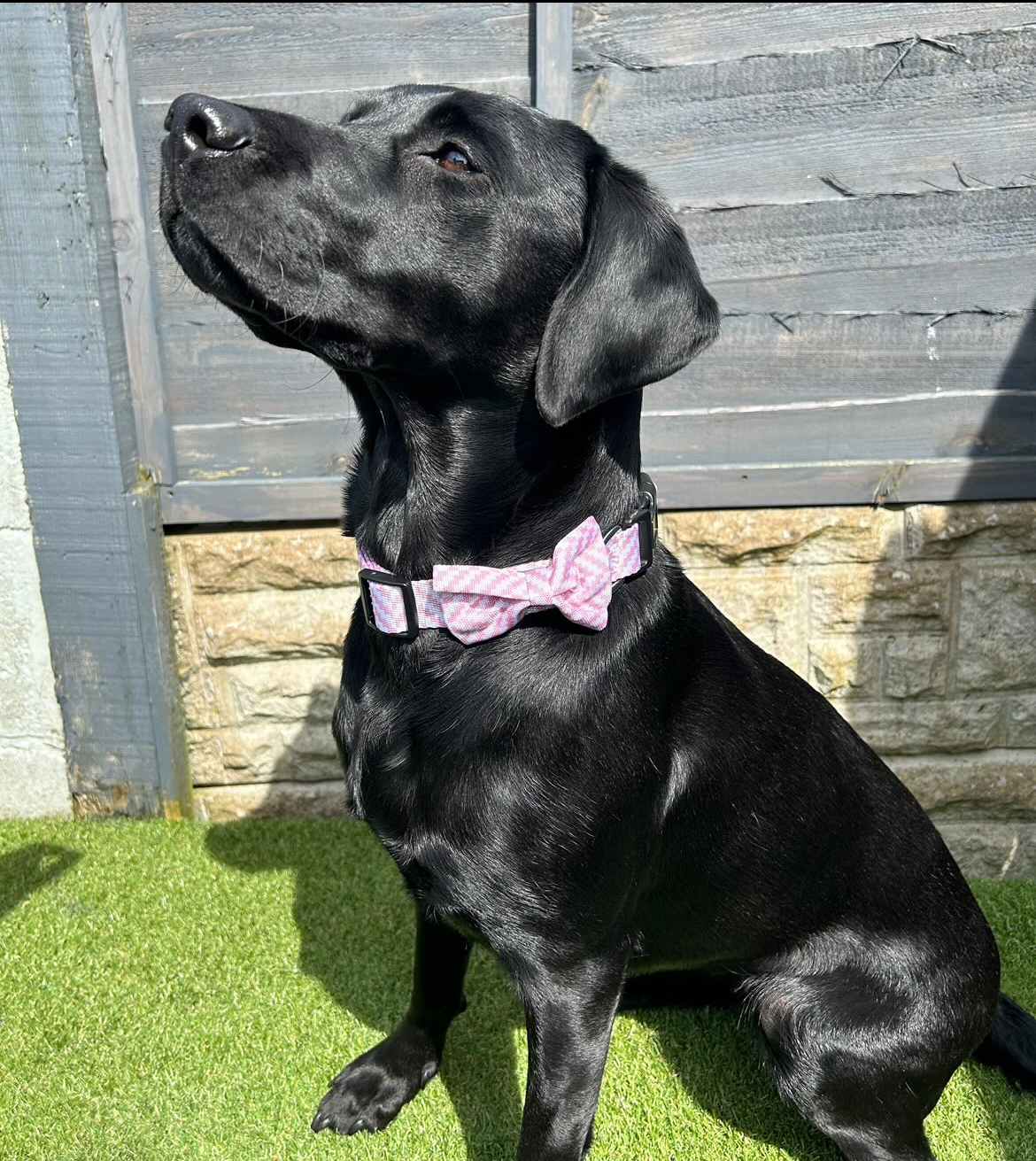 Collar - Pretty In Pink