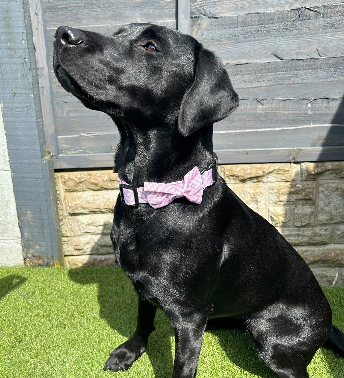 Bow Tie - Pretty In Pink