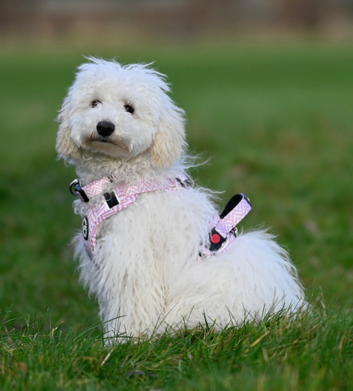 Harness - Pretty In Pink
