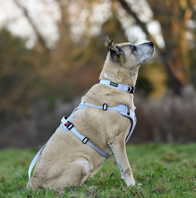 Collar - Pebble Grey