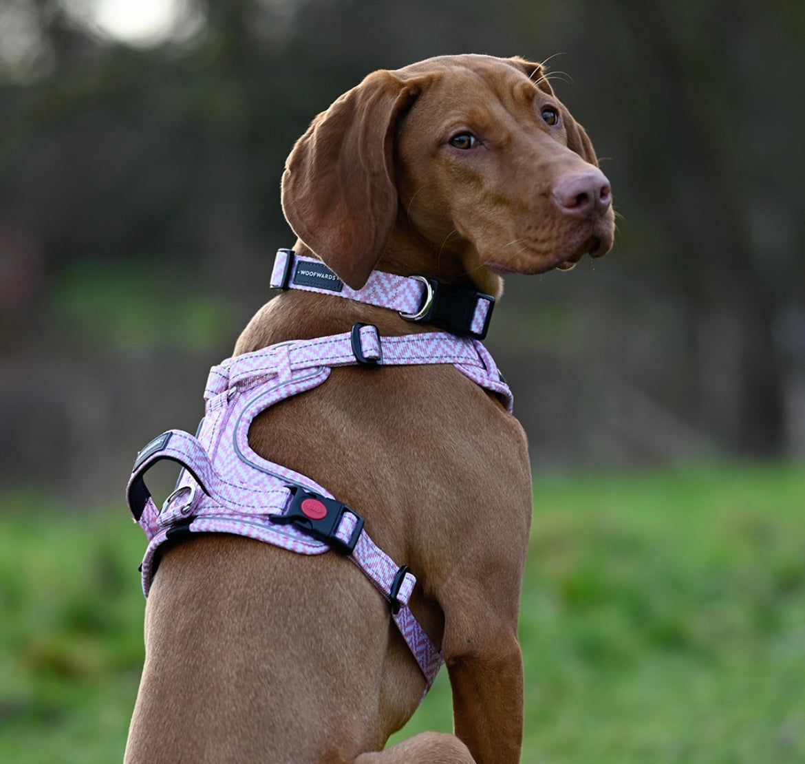 Collar - Pretty In Pink