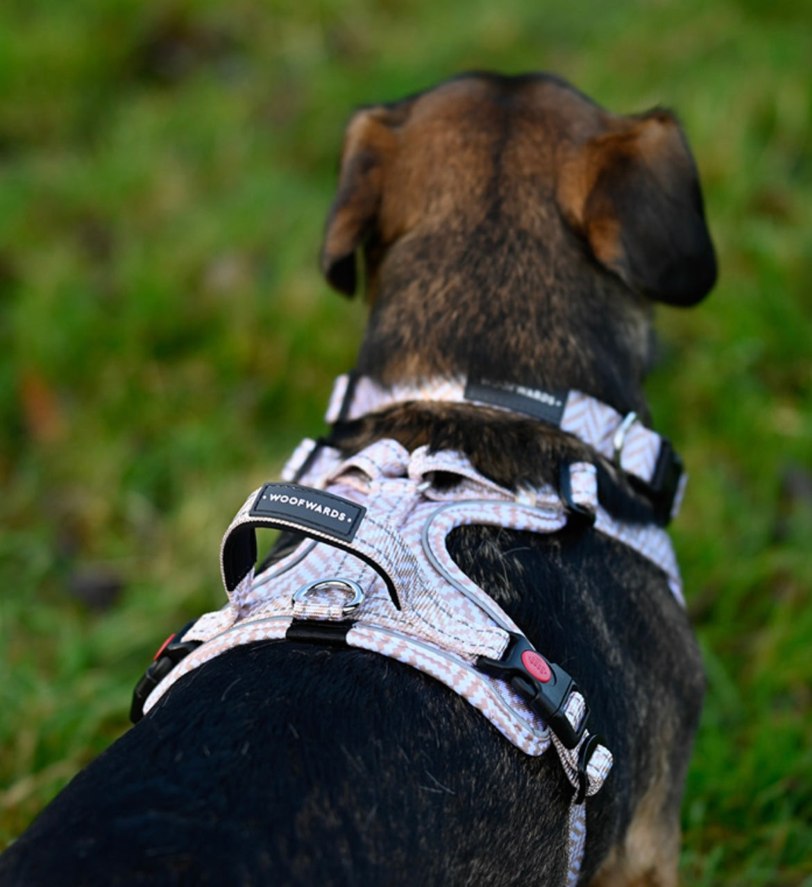 Harness - Paradise Yellow