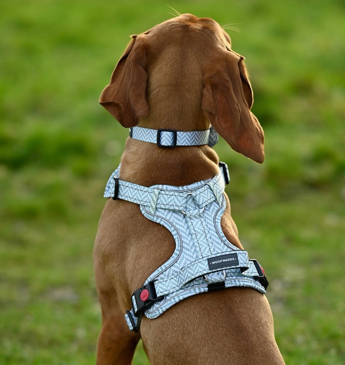 Collar - Peppermint Green