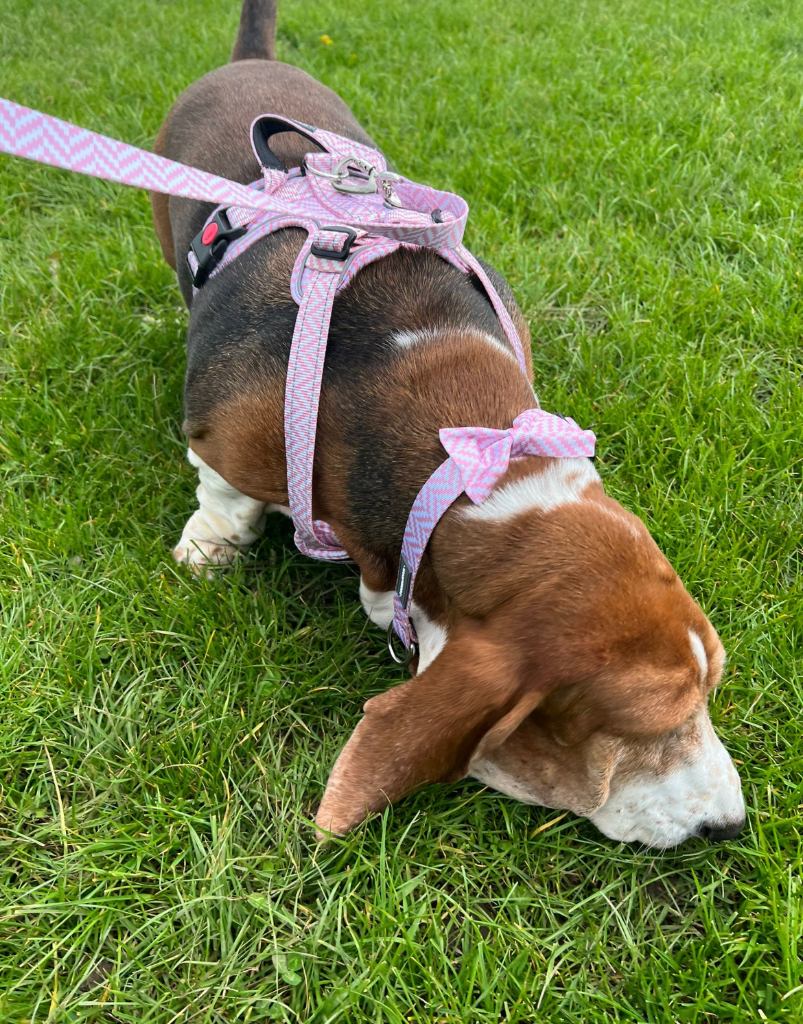Bow Tie - Pretty In Pink