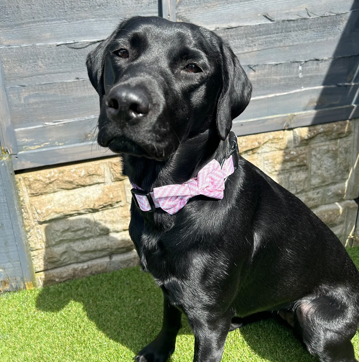 Bow Tie - Pretty In Pink