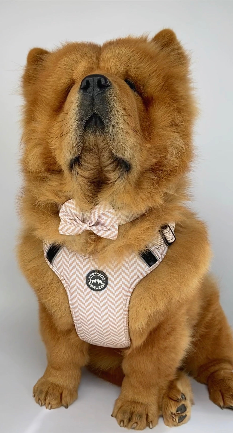 Bow Tie - Paradise Yellow