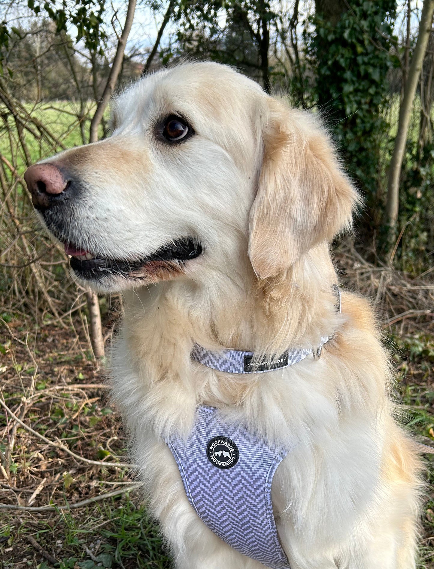 Collar - Pebble Grey