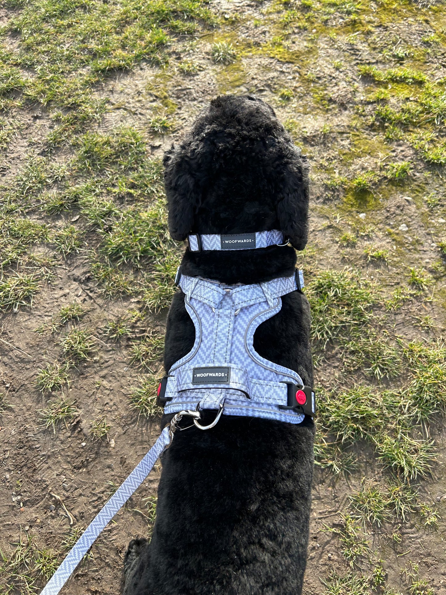 Collar - Pebble Grey