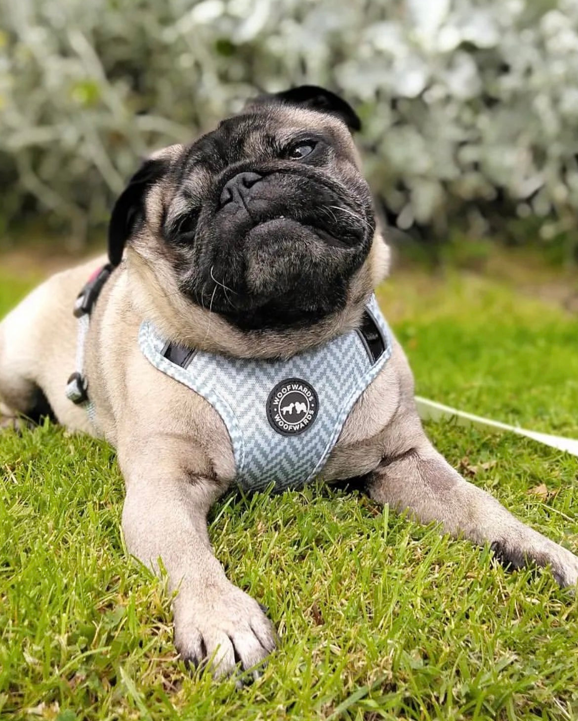 Harness - Pebble Grey