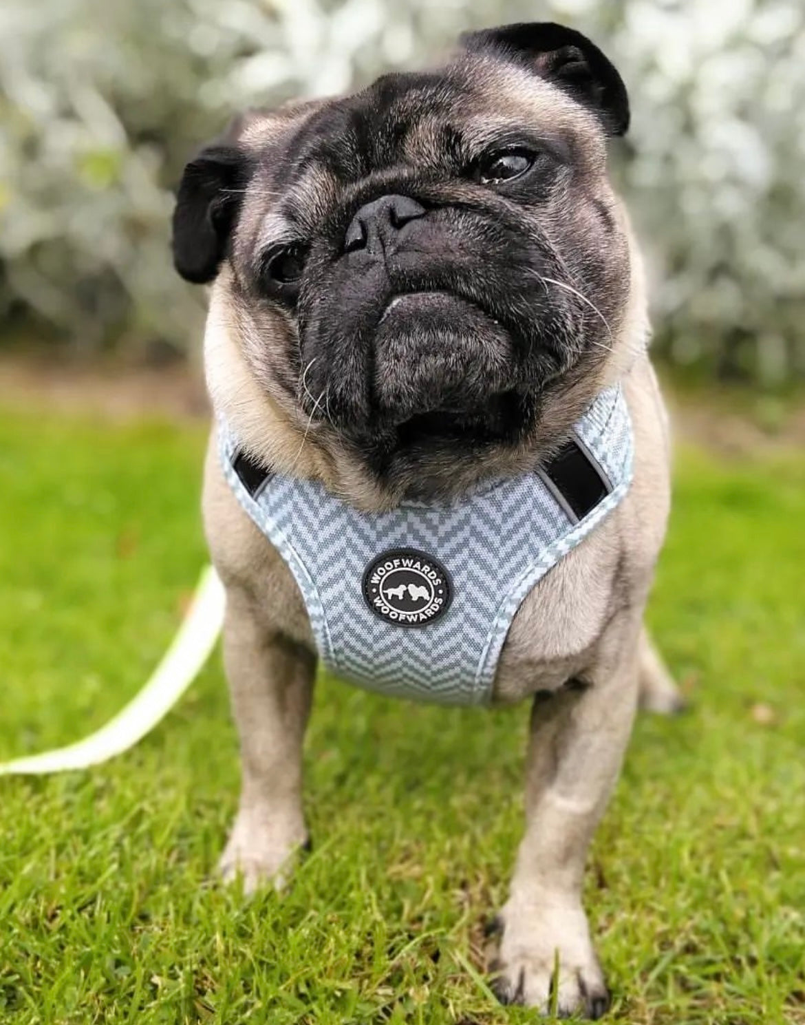 Harness - Pebble Grey