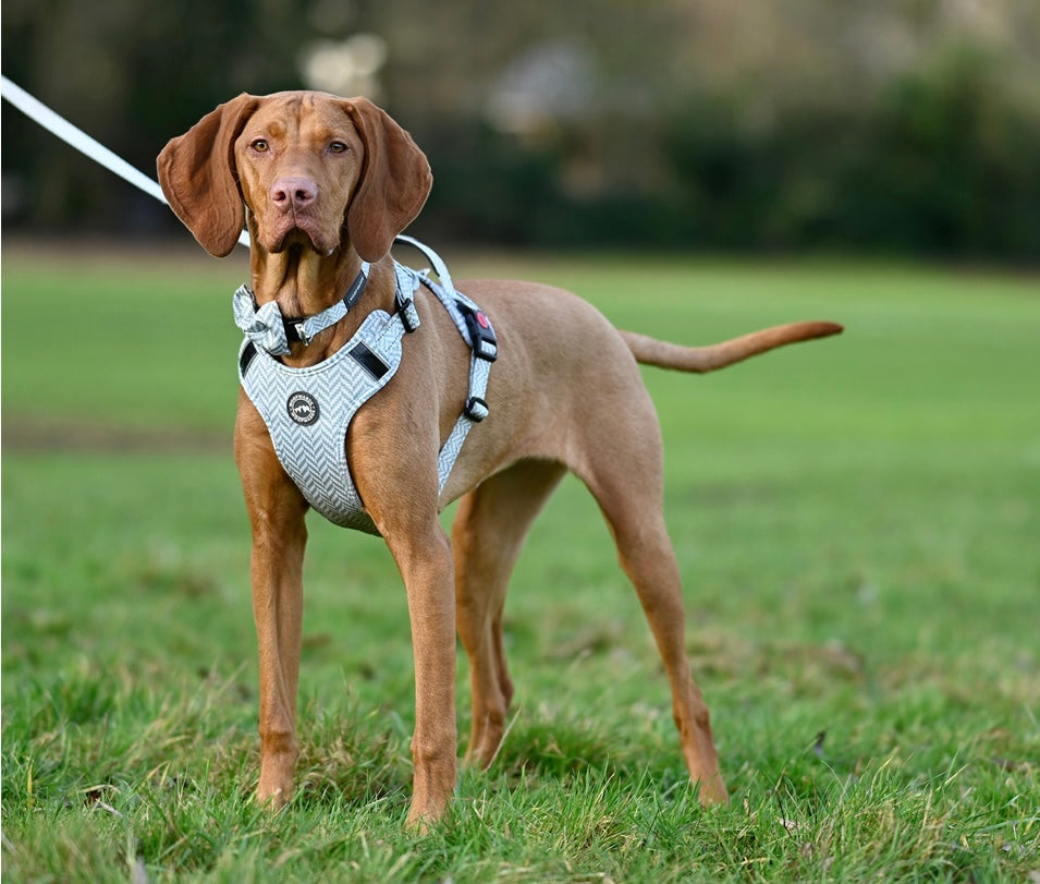 Harness - Peppermint Green