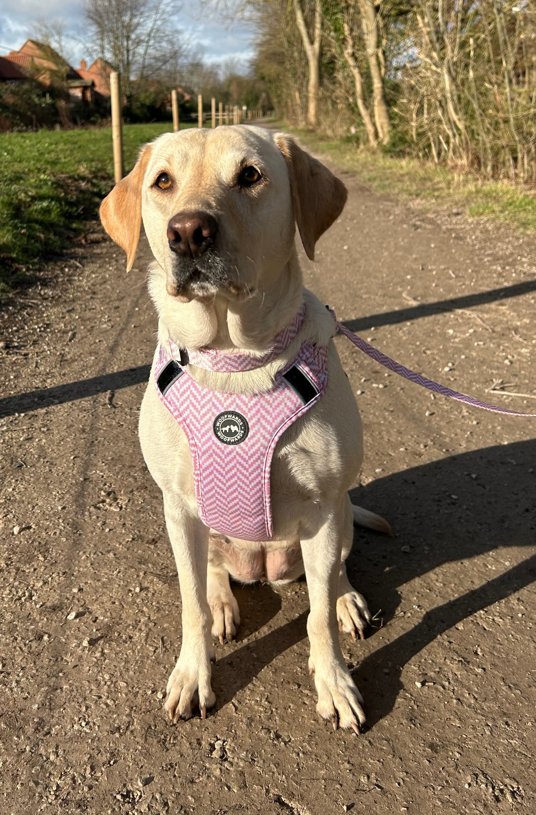 Vibrant Life Pink Adjustable Neoprene Harness for Dogs, Size