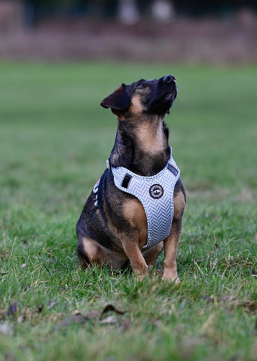 Harness - Pebble Grey