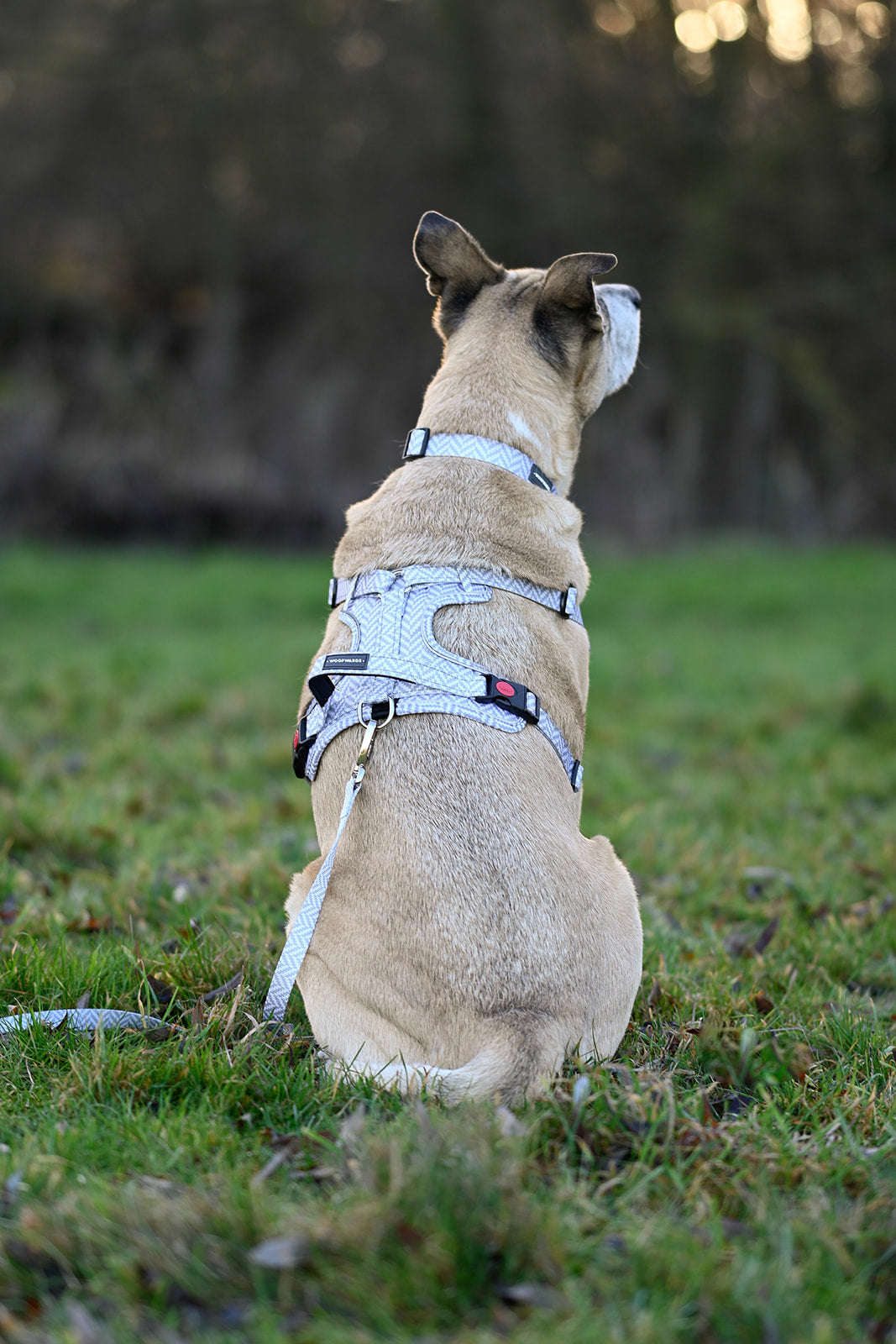 • Collars •