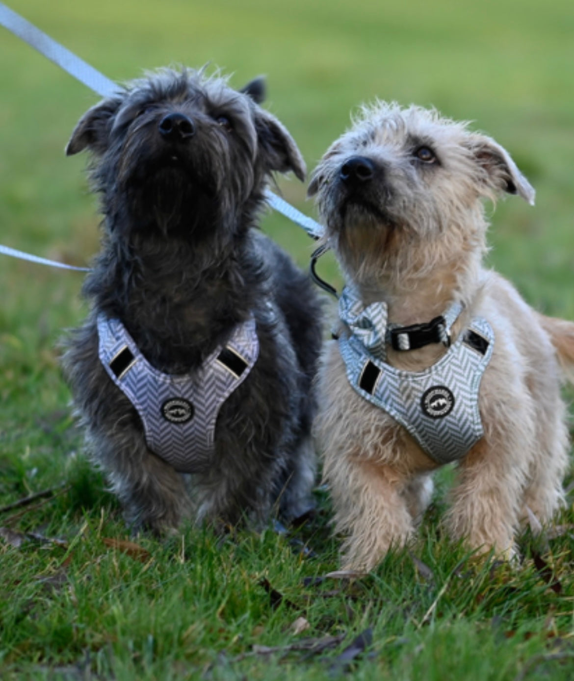 Harness - Pebble Grey