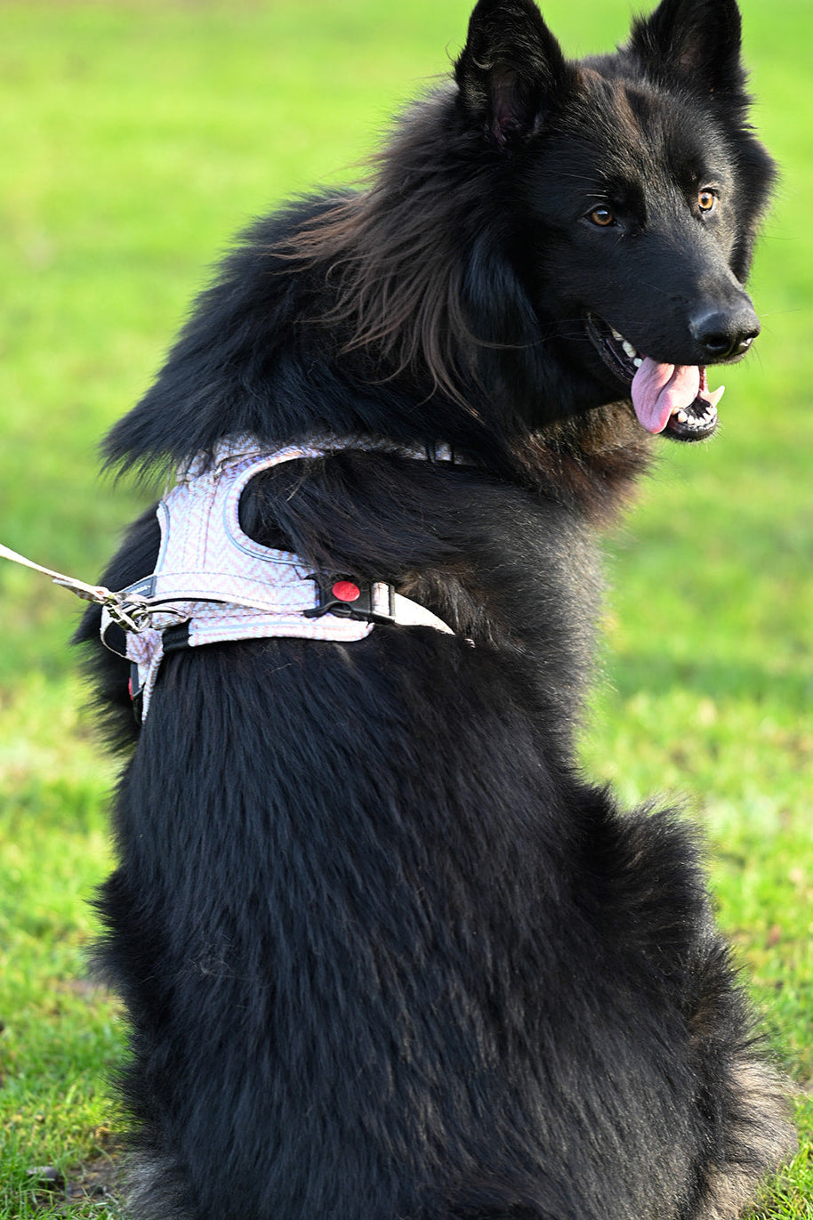 • Harnesses •