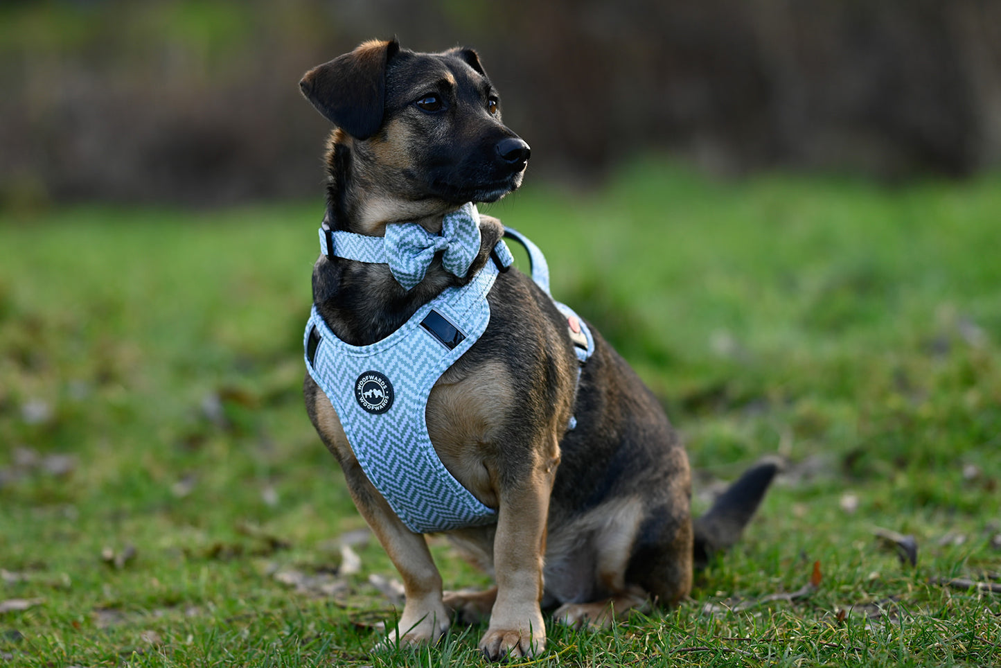 • Collars •