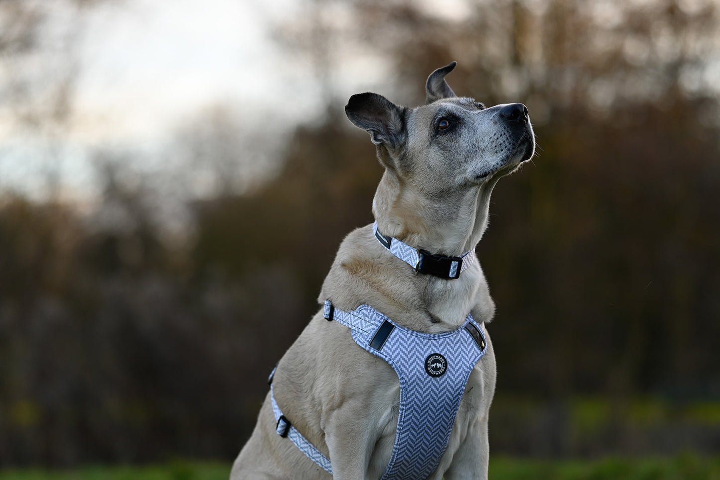 • Collars •