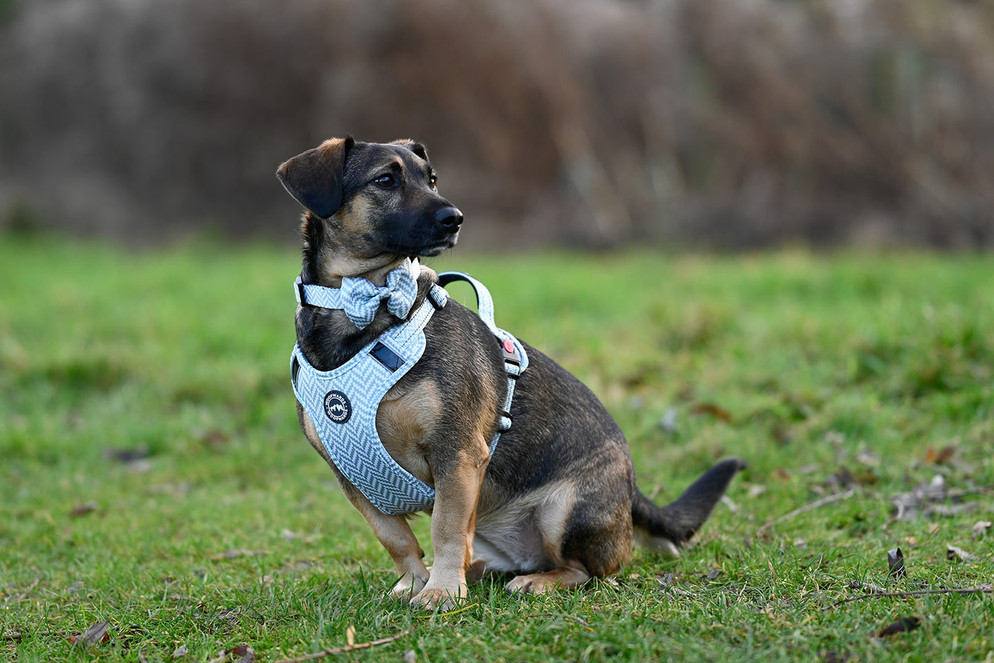 • Harnesses •