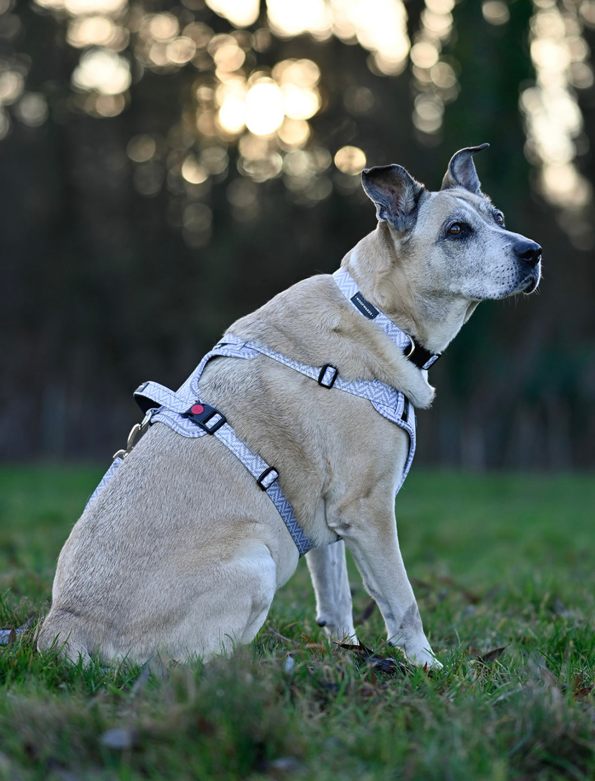 Harness - Pebble Grey