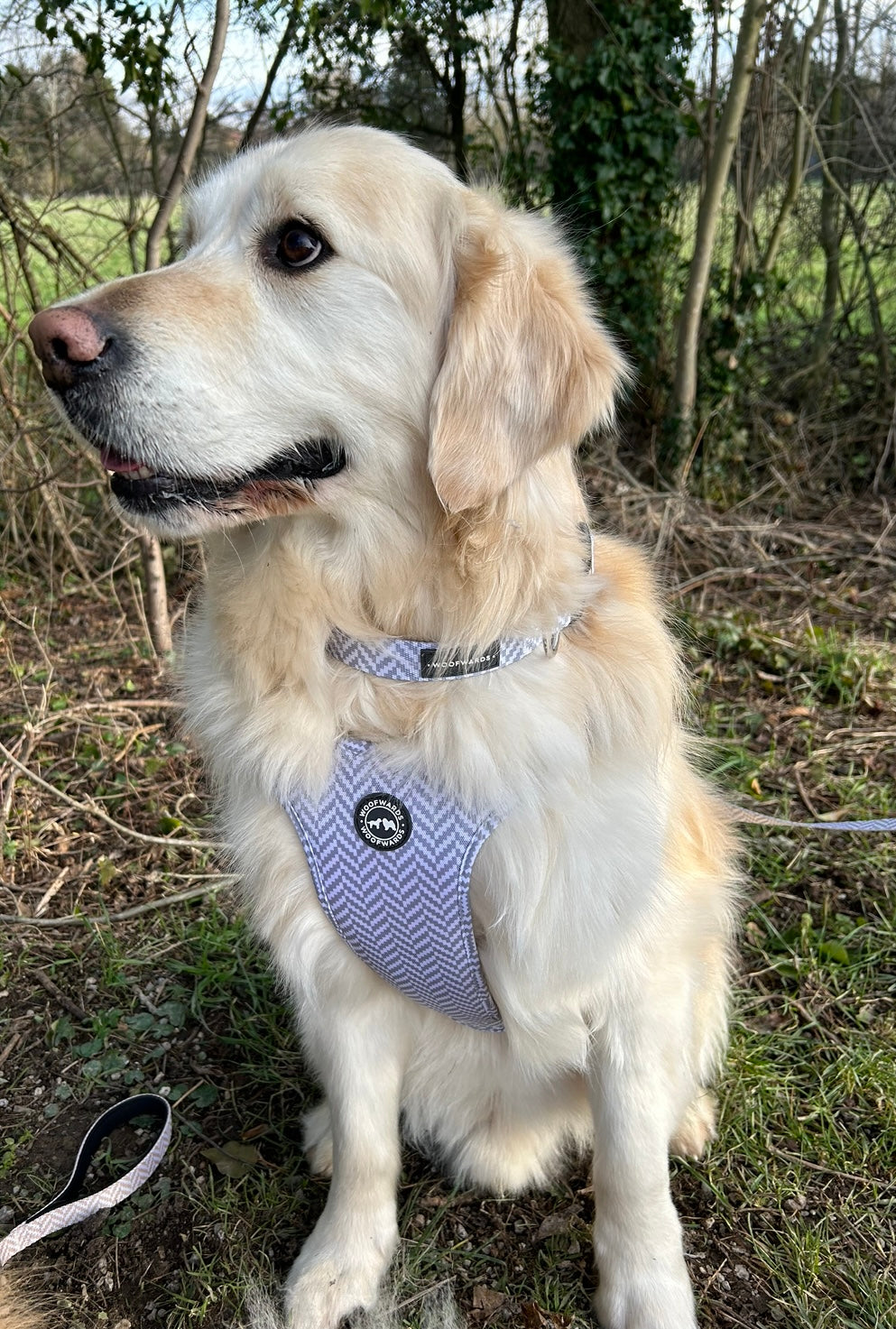 Harness - Pebble Grey