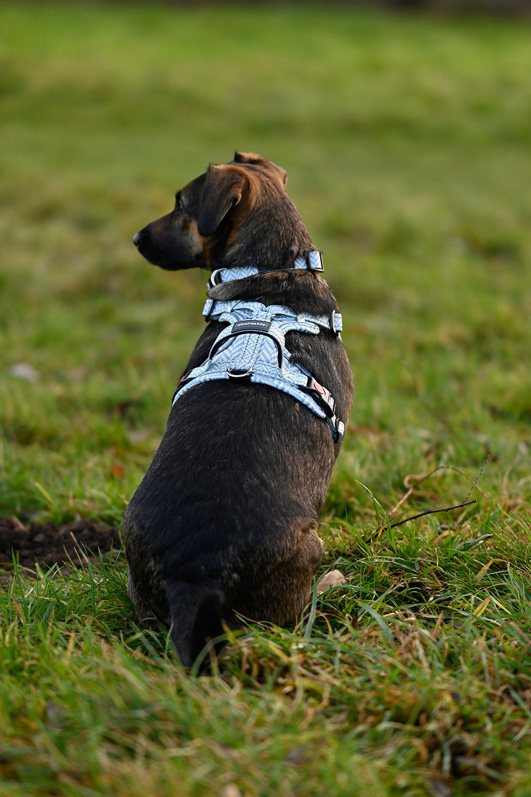 Ruffwear greyhound outlet harness