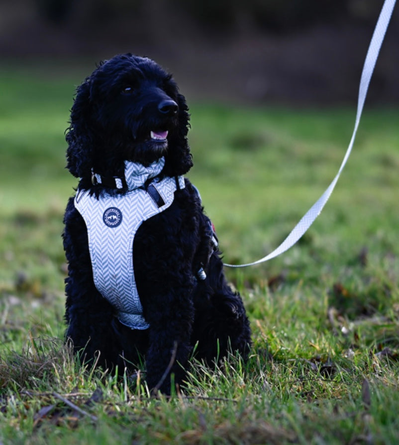 Harness - Pebble Grey